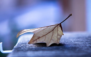 brown leaf on top of gray table surface